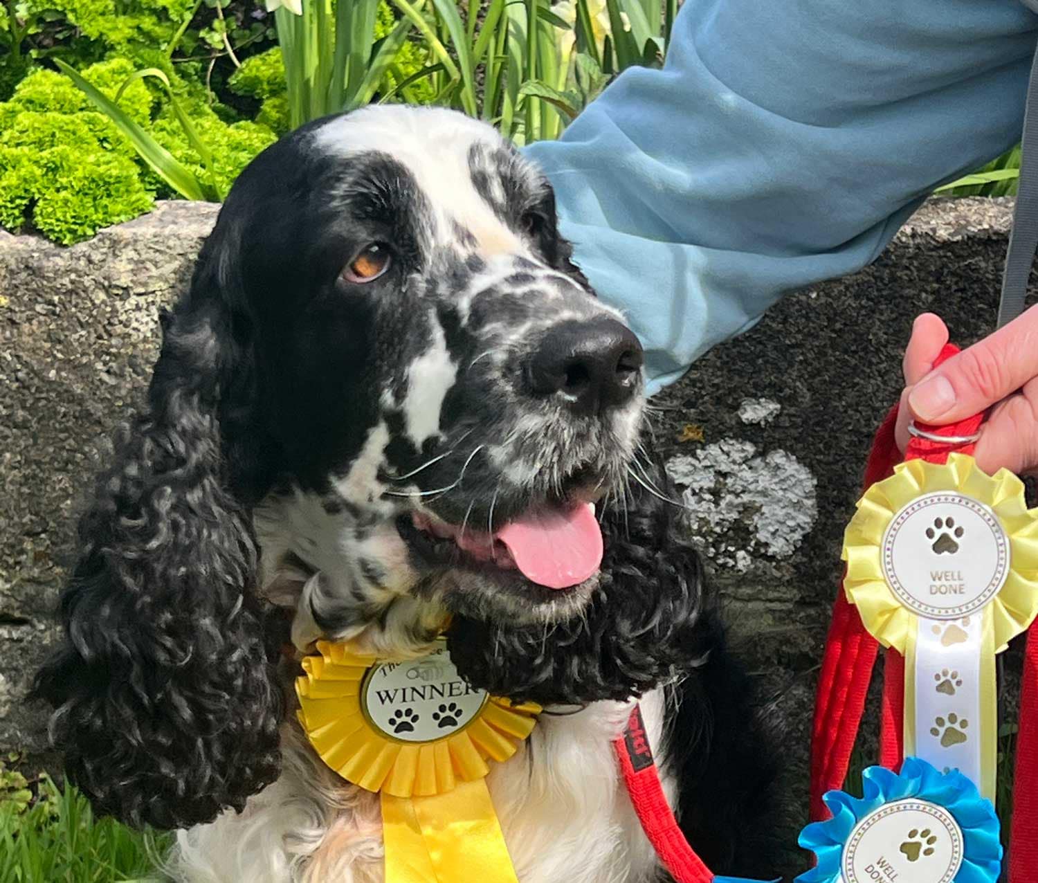 Scratch winning the village dog show 2024